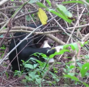 Chimpanzee filmed masturbat*ng using plastic bottle as sex toy