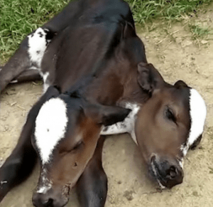 Vets confused as ‘mutant’ two-headed calf is born in Brazil